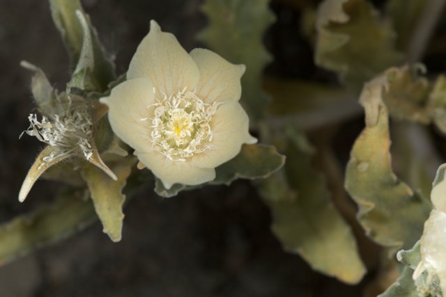 White Anemone Close-Up
