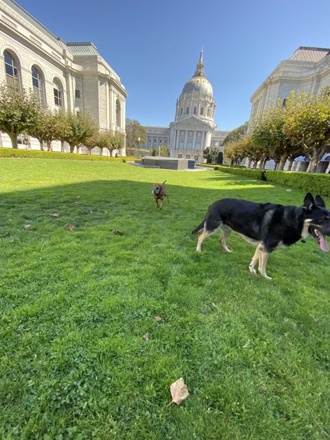Canine poses in front of iconic capitol building