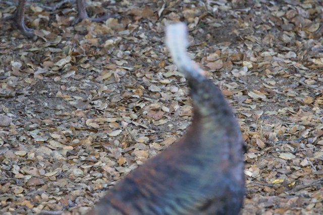 Turkey in the Leaves