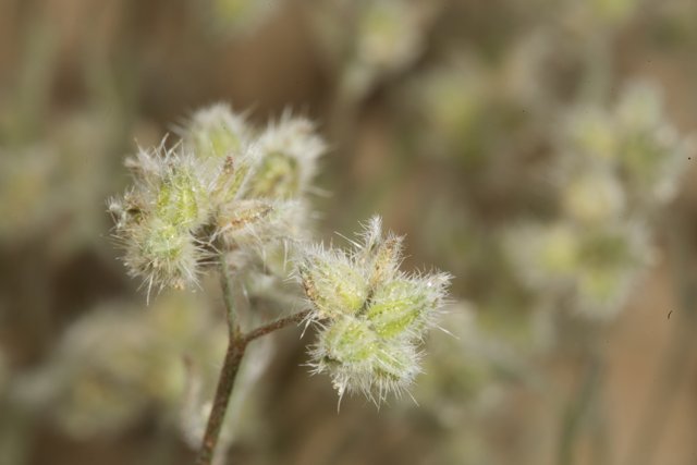 A Close-Up of Grass and Flowers