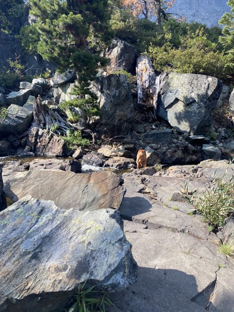 A Canine's Hike Through the Wilderness