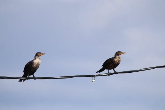 Two Juvenile Cormorants Perched on Wire at Dusk