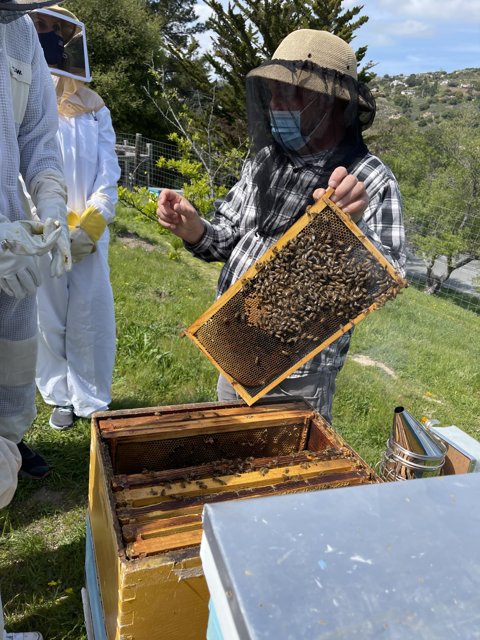 Beekeeper in Carmel