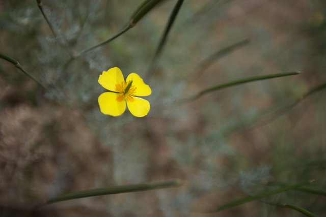 Lone Yellow Flower in the Grass