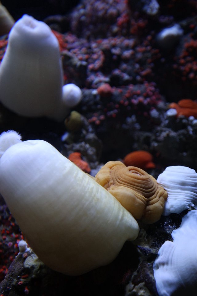 Marine Life: Shells and Coral in Aquarium Display