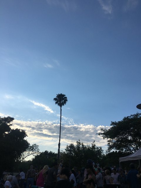 Palm Tree Silhouette at a Summer Concert