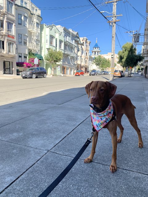 City Pup on a Stroll