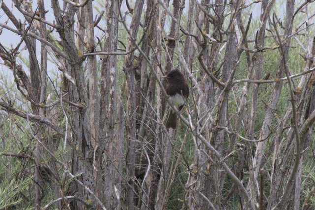 Hidden in the Thicket