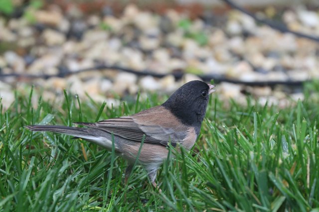 Dark-Eyed Junco Foraging in Fresh Green Grass