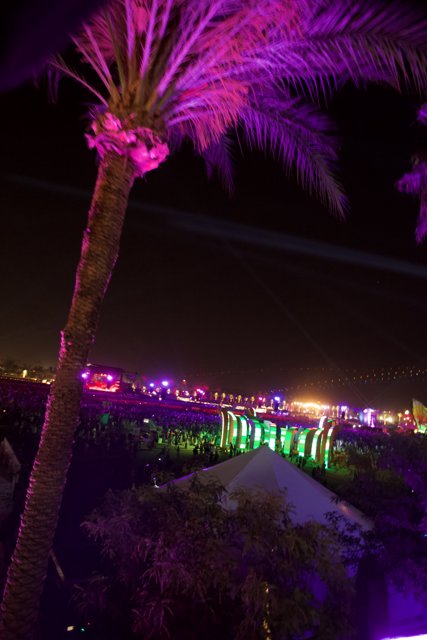 Purple Palm Tree Lights Illuminate Coachella Crowd