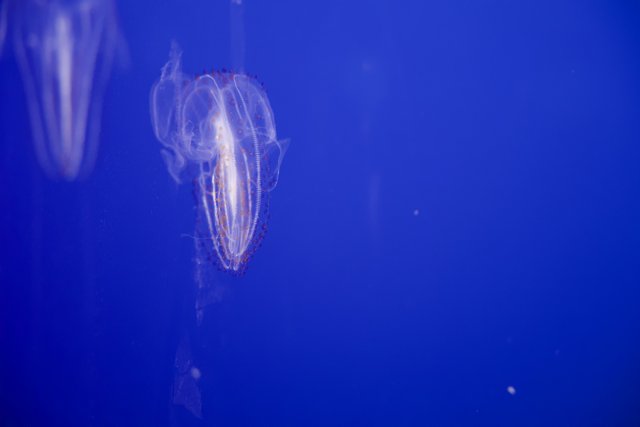 Celestial Swimmer: A Jellyfish Ballet