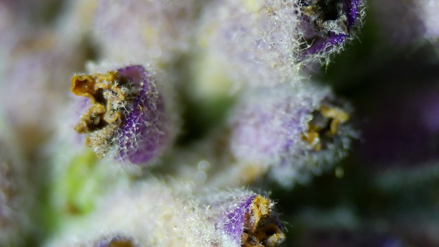 Extreme Macro: Purple Flower Buds in Crystalline Detail
