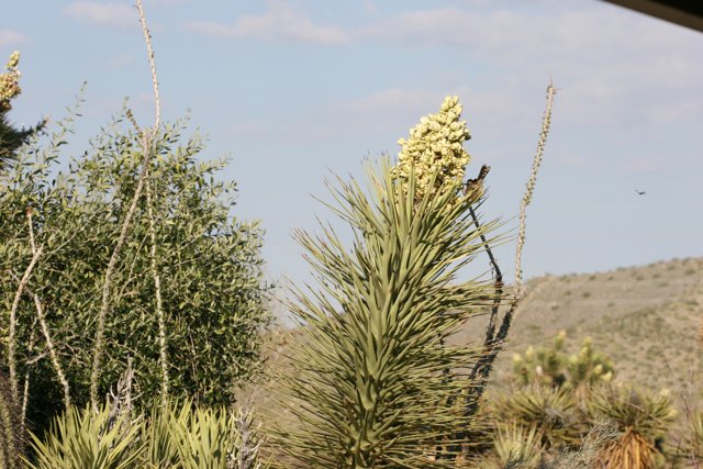 A Bird Soaring Above Agavaceae Plants