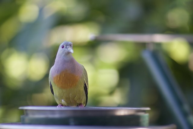 Bowl-perched Pigeon