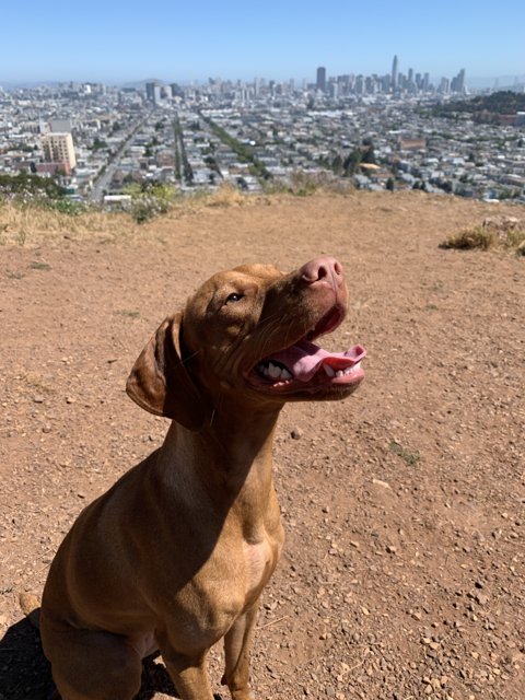 The City's Canine Sentinel