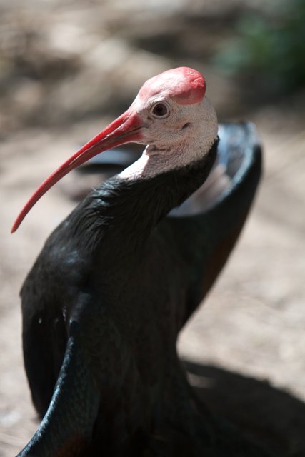 The Red-Beaked Stork