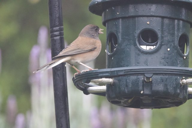 Dark-Eyed Junco Perched on Backyard Bird Feeder