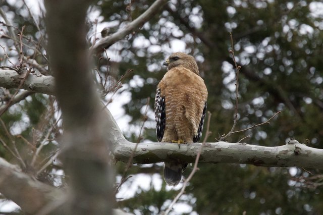 Red-Shouldered Hawk Perched on Winter Branch