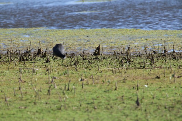 Coot Foraging in Wetland Stubble at Yolo Bypass