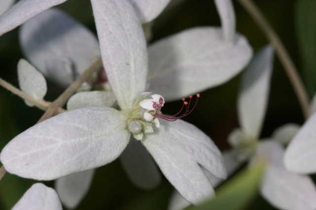 Beauty of a White Flower