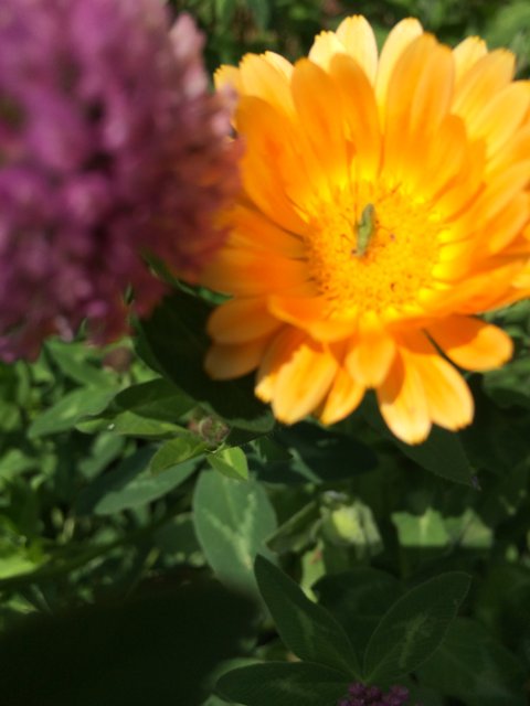 Daisy Pollinator