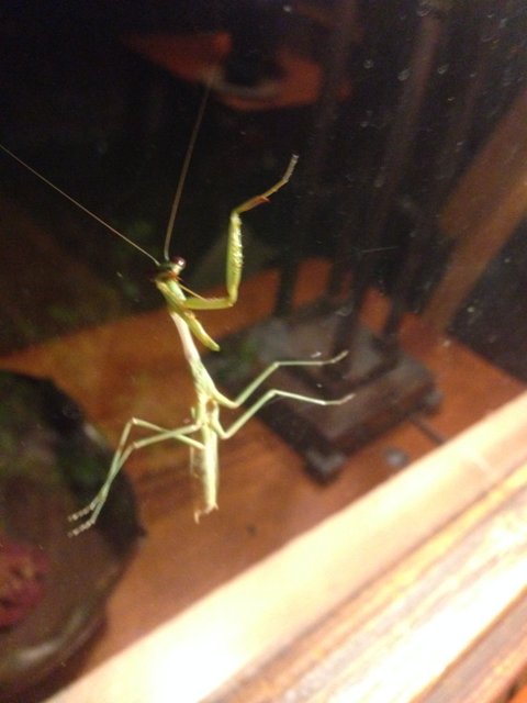 Hanging Cricket Insect