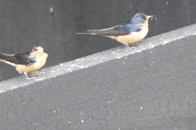 A Moment of Avian Grace