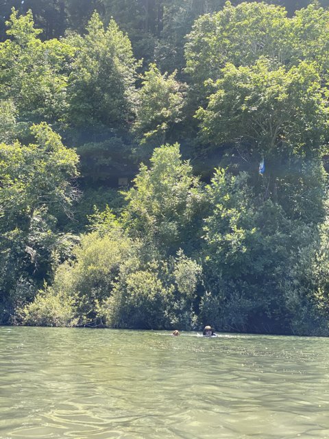 Swimming Amidst Lush Woodland