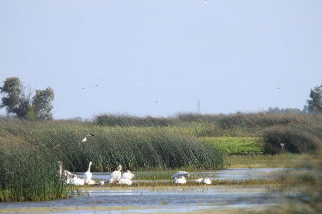 Pelicans and Waterfowl Resting in Wetland Marsh