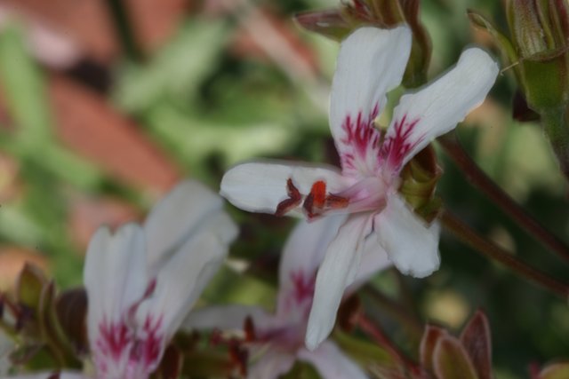 Geranium Blossom Up Close
