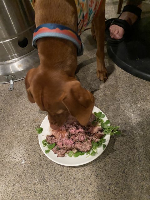 Hungry Pup's Meal Time
