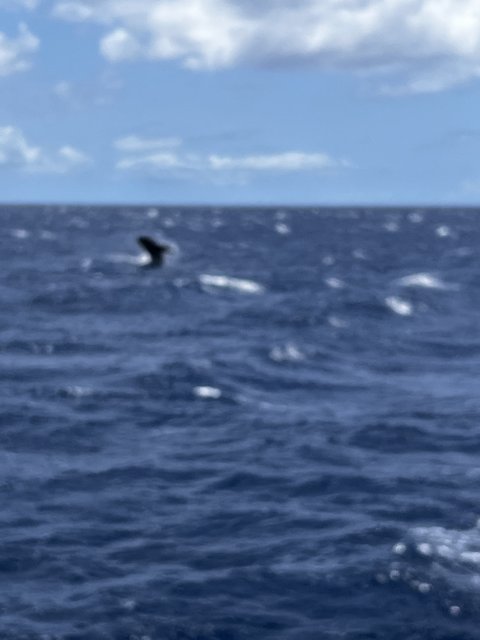 Majestic Whale Swimming in the North Pacific Ocean
