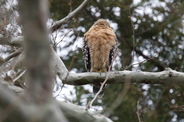 Red-shouldered Hawk Perched with Head Turned Back