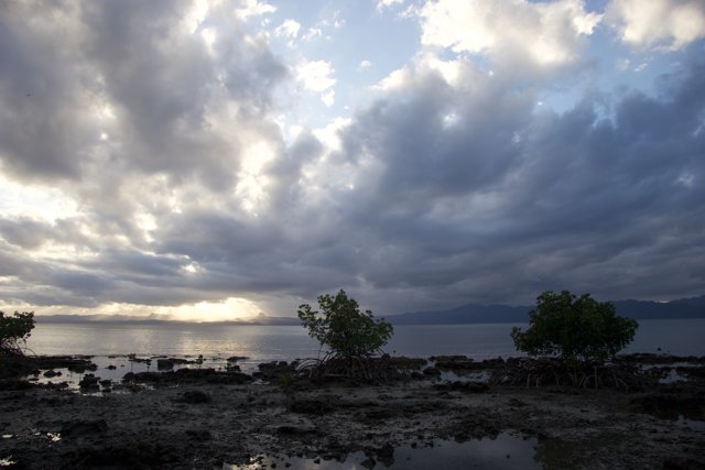 Dramatic Cumulus Clouds Over Fiji Trees