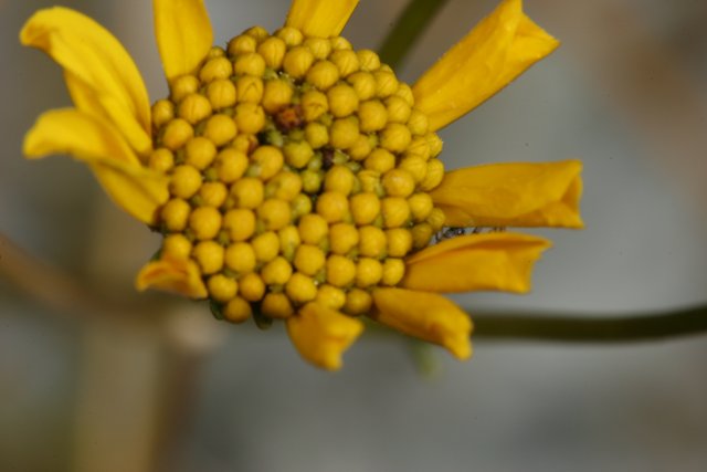 Bright and Beautiful Yellow Flower