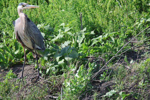 Great Blue Heron Standing in Lush Wetland Vegetation