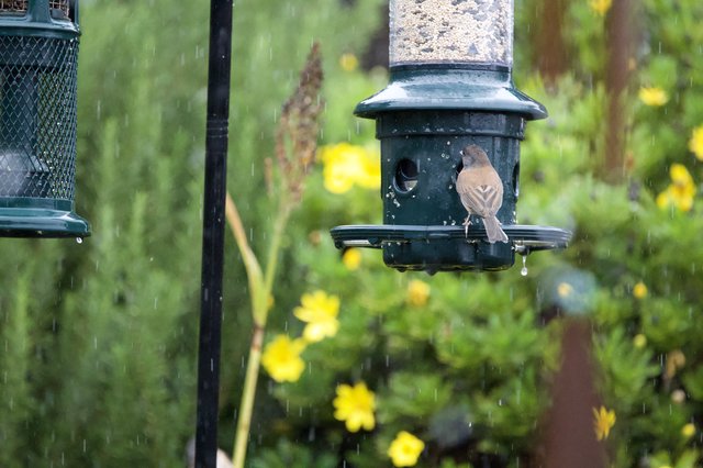 Small Bird Feeding in the Rain at Garden Feeder