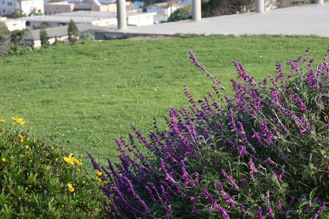 A Serene Field of Purple and Yellow