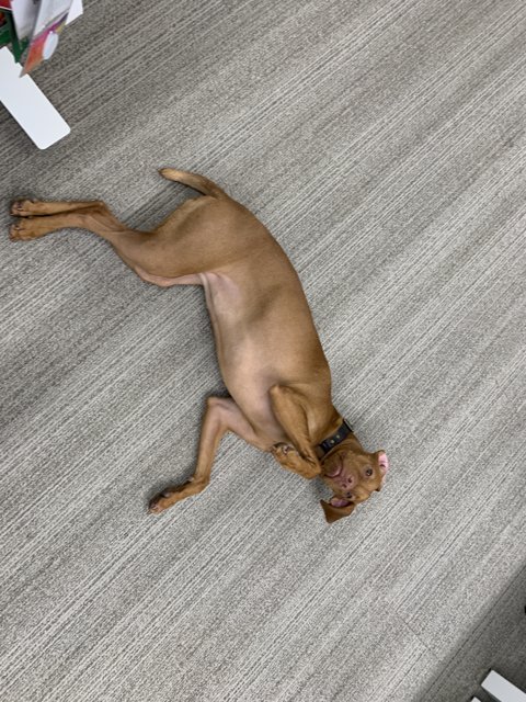 Lazy Dog on the Floor
