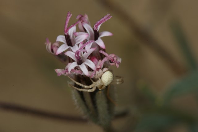 Spider on Amaryllidaceae Flower