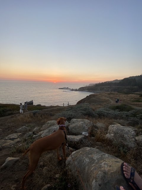 Canine Overlooking the Ocean