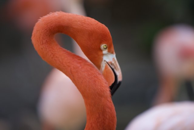 Up Close and Personal with a Flamingo