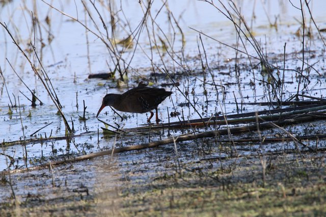 Common Gallinule Foraging in Wetland Shallows