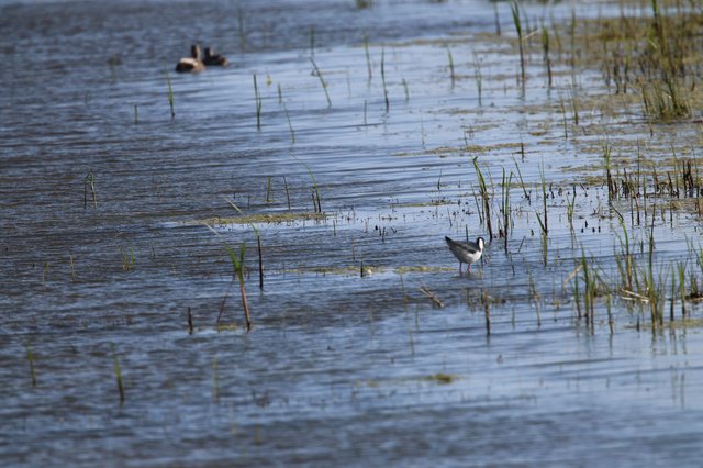 Shorebird Wading Through Shallow Wetland Waters