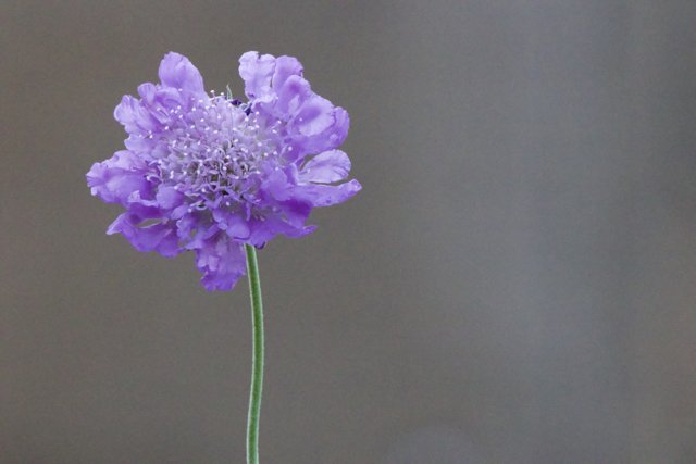 Radiant Blossom