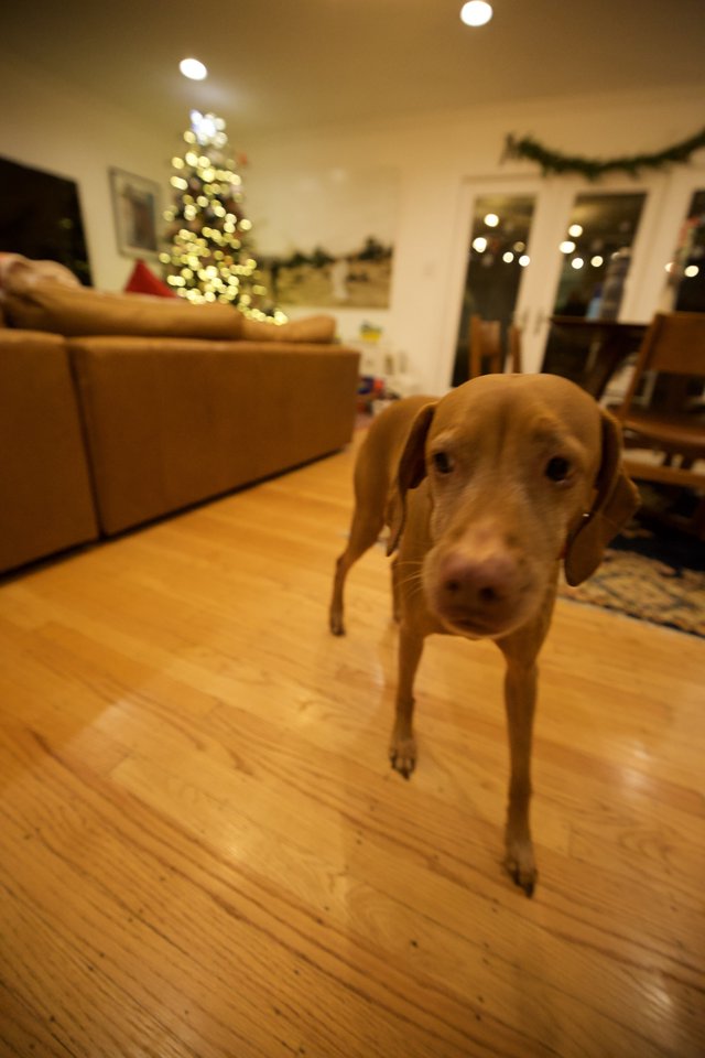 Vizsla Dog in Cozy Christmas Living Room