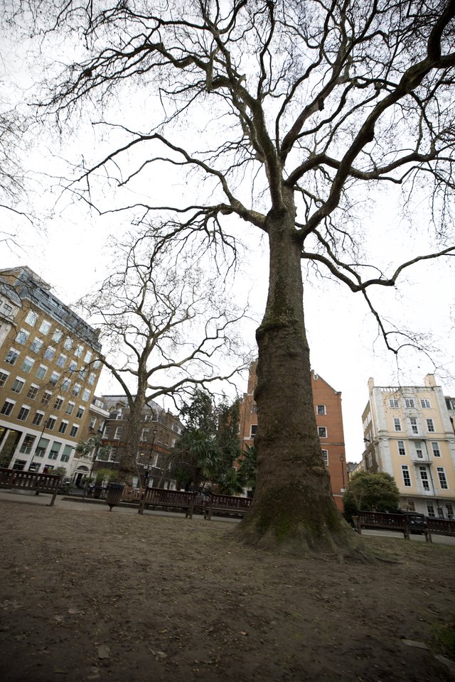 Majestic Bare Tree in London Urban Square