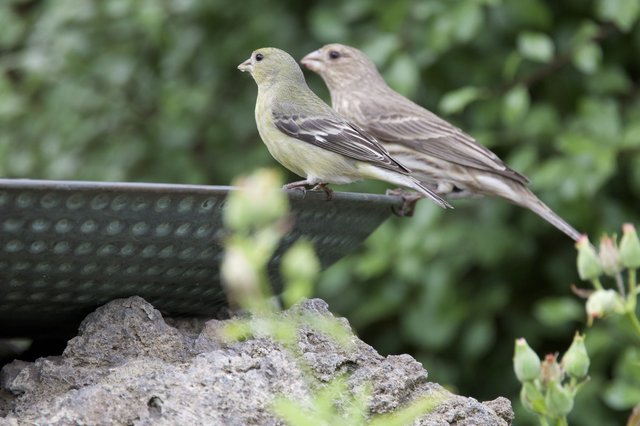 Female and Male House Finches Perched at Garden Feeder
