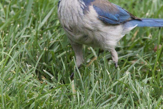 Feathered Beauty in the Grass