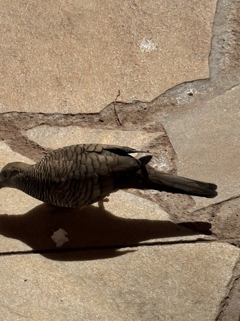 Stroll on Slate: A Bird's Perspective